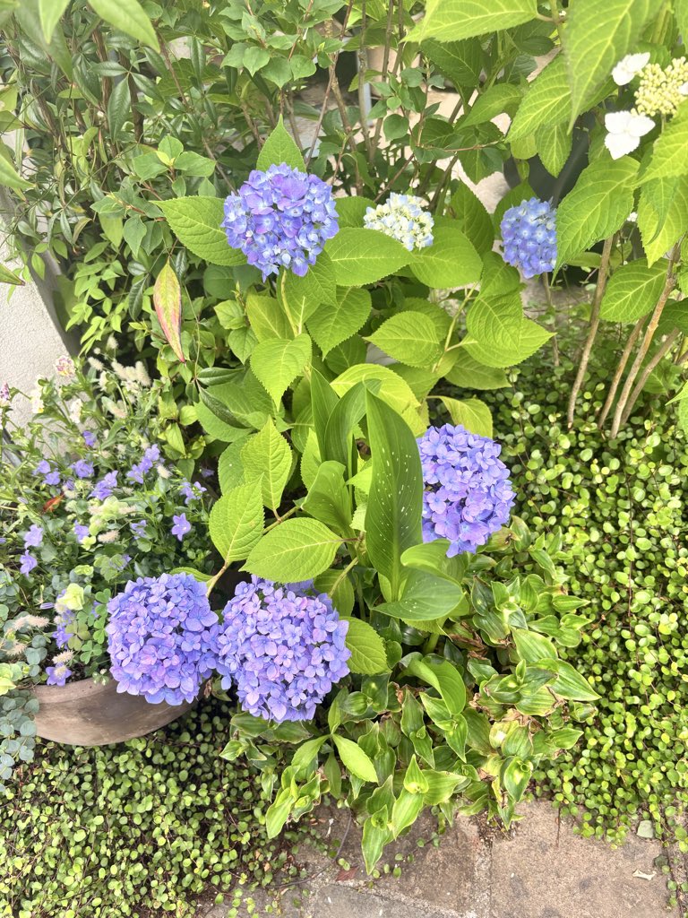 ootakagarden's tweet photo. 今日のガーデン🪴
オープンガーデン後も少しずつ開花中💐
来年近くでオープンガーデンしてもらえる方を増やしたく、ポスティング📮予定です。

#ootakanomori_garden https://t.co/qm85Ew30gW