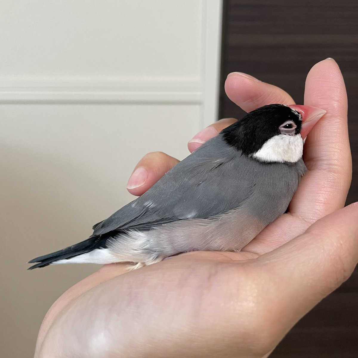 てりー tweet media