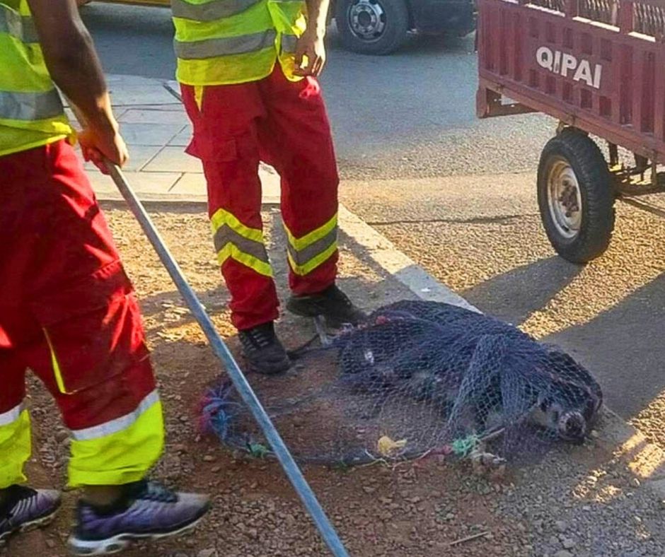 Network4Animals's tweet photo. 🇲🇦Morocco’s street dogs are being shot, poisoned &amp; beaten to death to “clean up” streets for tourists ahead of the 2030 FIFA World Cup 🐶🐕

👉 Help end this cruelty. Donate today to help rescue dogs, support legal action &amp; stop the massacre: https://t.co/X1nsyX7v9T. https://t.co/MgmFi4TEjf
