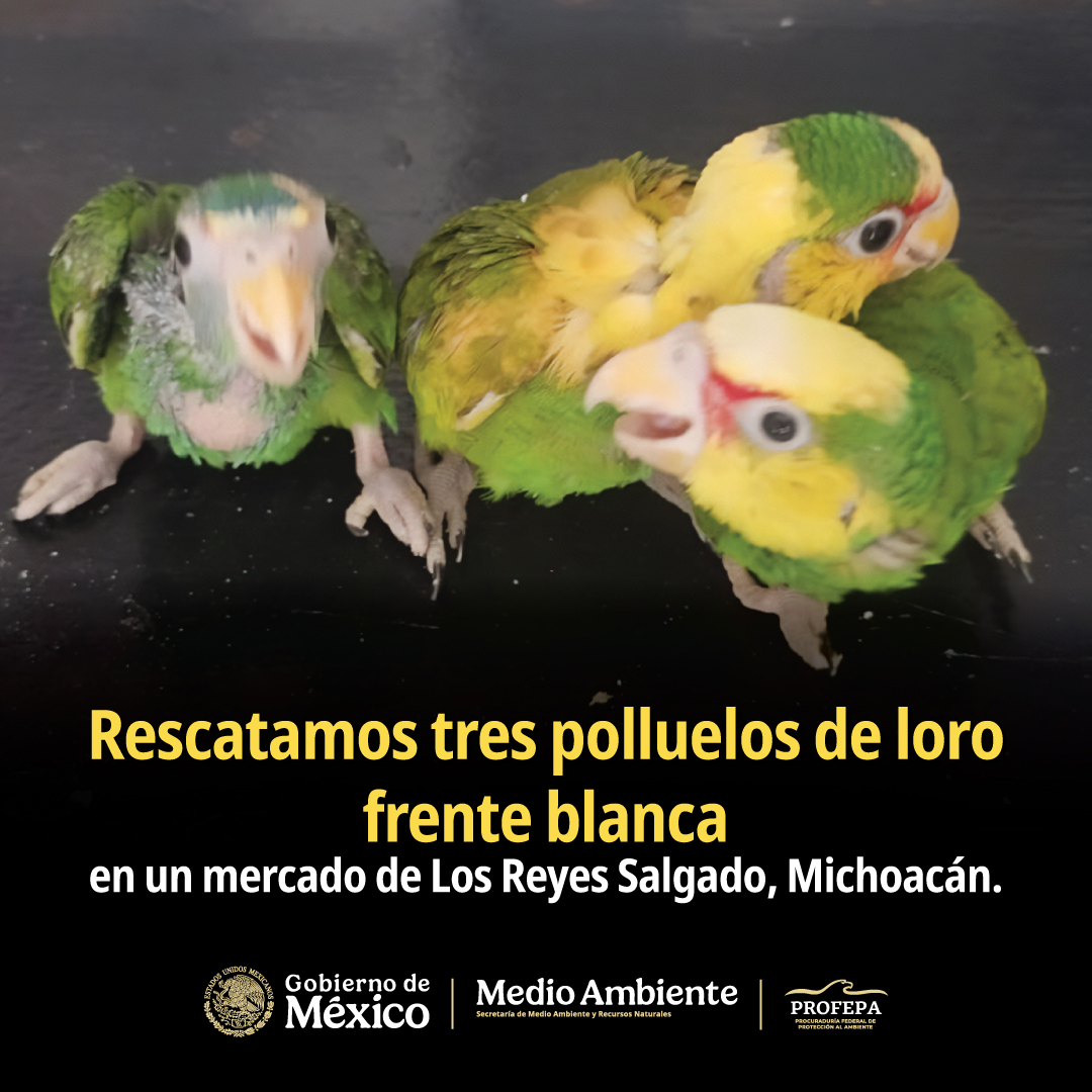 PROFEPA tweet media
