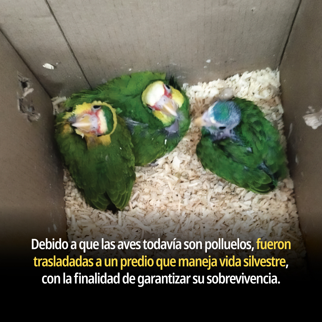 PROFEPA tweet media