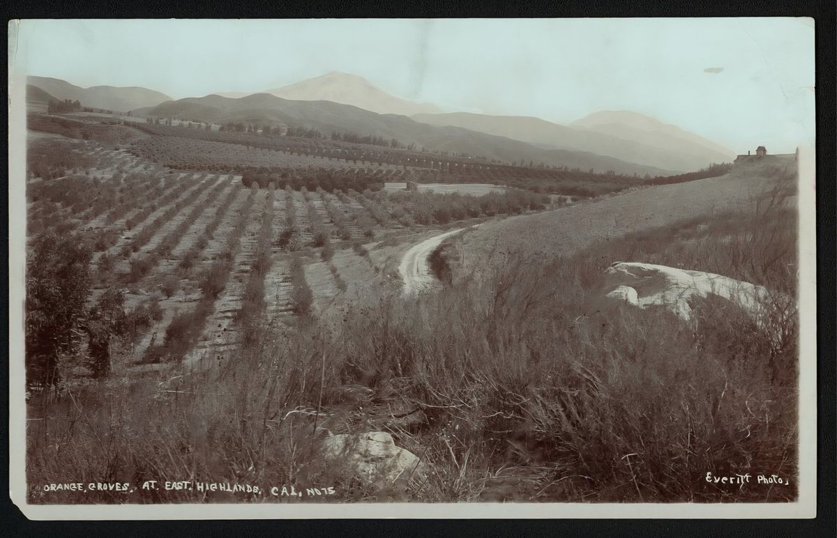 SBCounty's tweet photo. Did you know Highland was once known for producing some of the finest navel oranges in the world? 🍊

Located at the southern base of the San Bernardino Mountains, Highland grew rapidly in the late 1800s thanks to the citrus industry and the arrival of the railroad. The rail lines helped transport oranges and lemons across California and brought more people and industries into the area.

In 1857, early settler Henry Rabel bought over 100 acres of land and built an 11-room hotel with bath houses for guests. The area became known as Rabel Springs. Soon after, pioneers Lewis Cram and Frederick Van Leuven helped expand farming in East Highland by constructing the Cram-Van Leuven ditch. They began planting orchards of seedling oranges and other fruit trees in the early 1880s. 

By 1892, Highland became part of the famous Kite Loop railroad route, a scenic figure-eight rail system that started in Los Angeles and extended through the Santa Ana Valley with the slogan, “No scene, twice seen.” Remnants of the old train depots and Kite Loop can be found in both Highland and East Highland. 🚂

Read the full story online at https://t.co/pySSJCY3wx

Photo credit: University of Southern California Libraries and California Historical Society.

#countyhistory #highland #citrus #industry