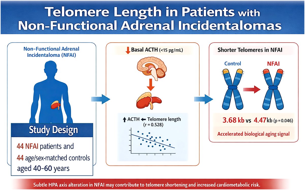 Endocrine_J's tweet photo. [Advance Publication] May 27, 2026
Nilufer Ozdemir et al.
https://t.co/rvLwqA6mSP
#Adrenal_incidentaloma
#Telomere_length
#Aging
#Genomic_DNA
#Cardiometabolic_risk https://t.co/XI0sSFxiZG