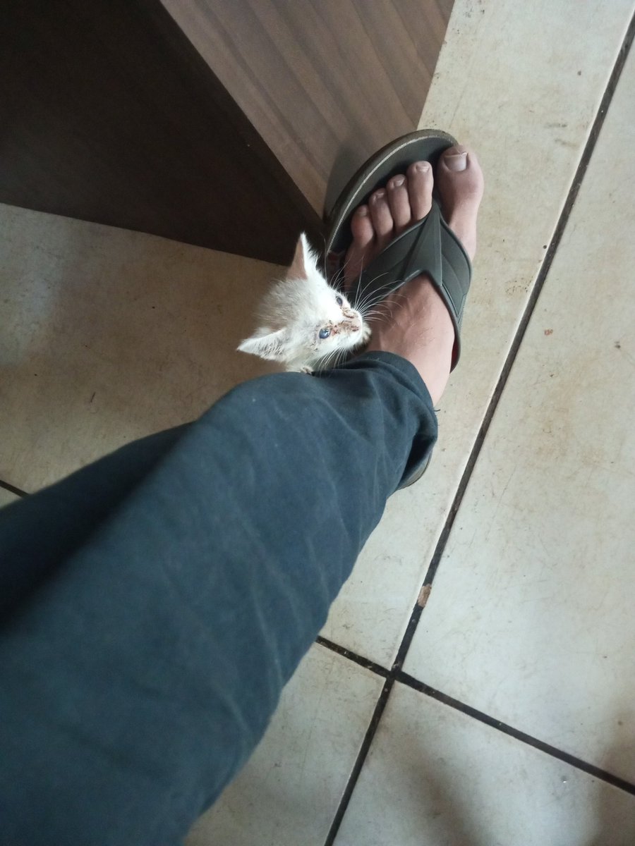 BryPeriw's tweet photo. Vou sentir saudades de você pequeno sora, espero que agora você consiga crescer🖤 https://t.co/nvyBhR0LrV