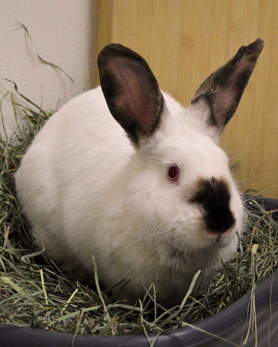 Greenhill Humane tweet media
