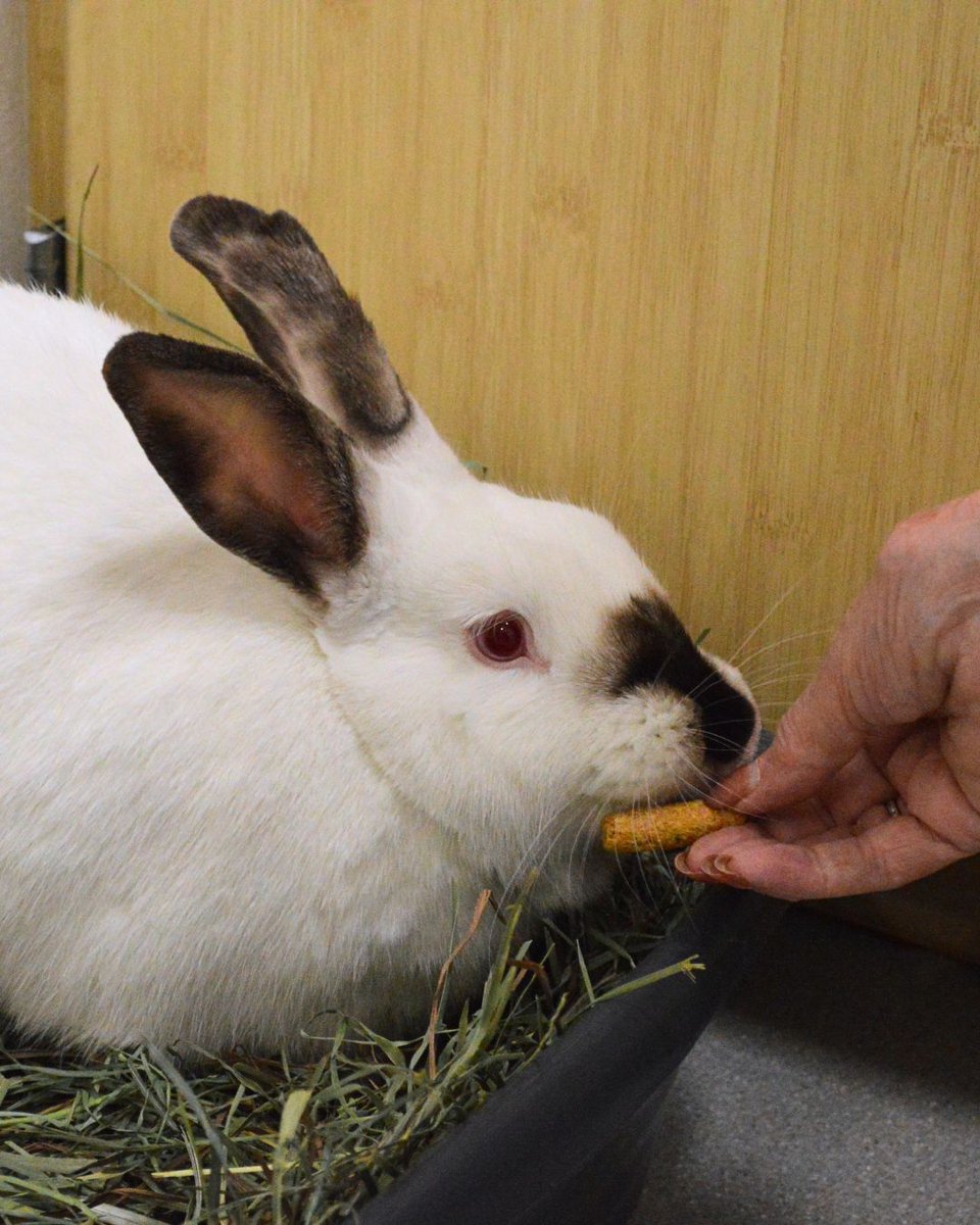 Greenhill Humane tweet media