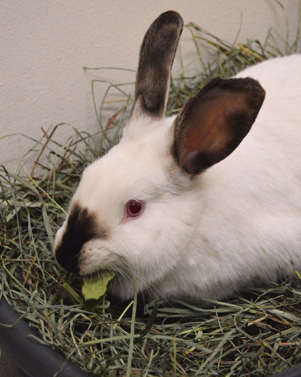Greenhill Humane tweet media