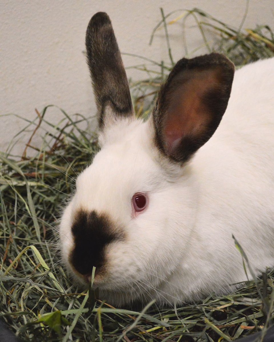 Greenhill Humane tweet media