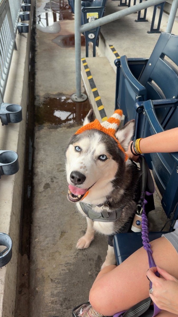 BoPennington90's tweet photo. Pup Night at the @Pirates game! #LetsGoBucs https://t.co/wxwIde7o6e