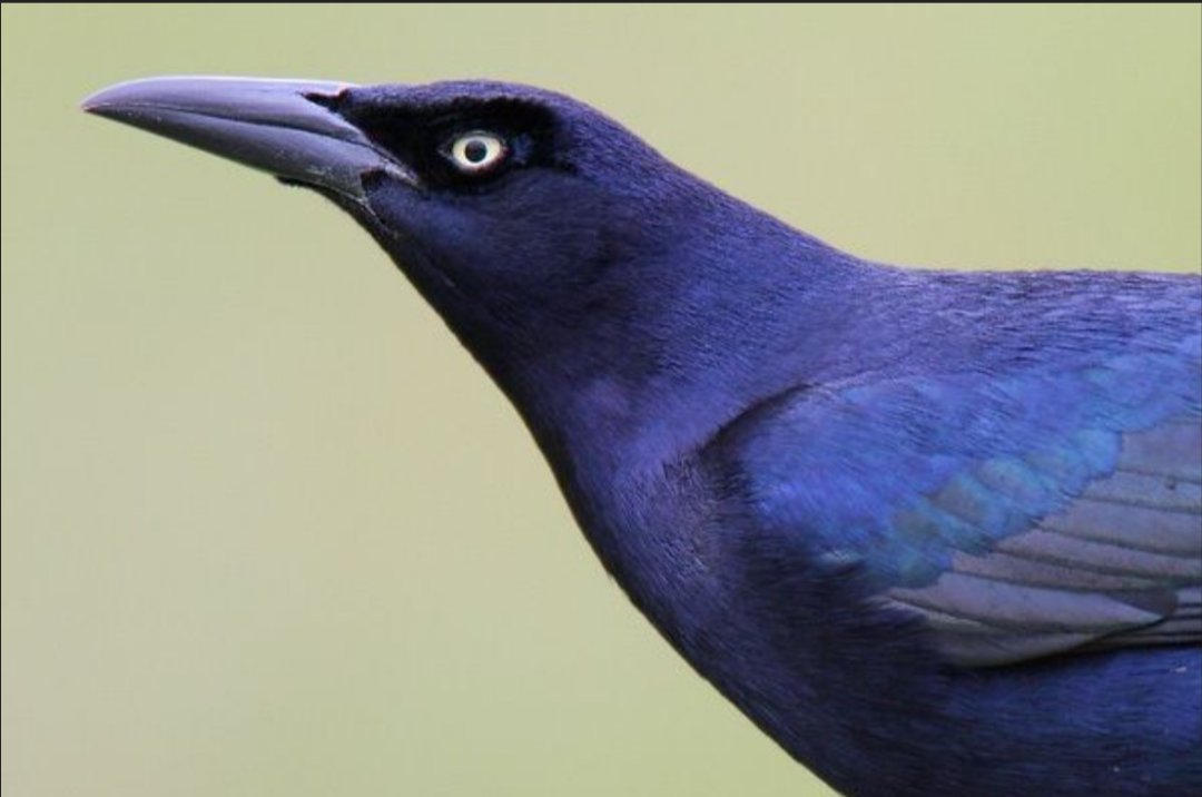 Great-Tailed Grackle tweet media