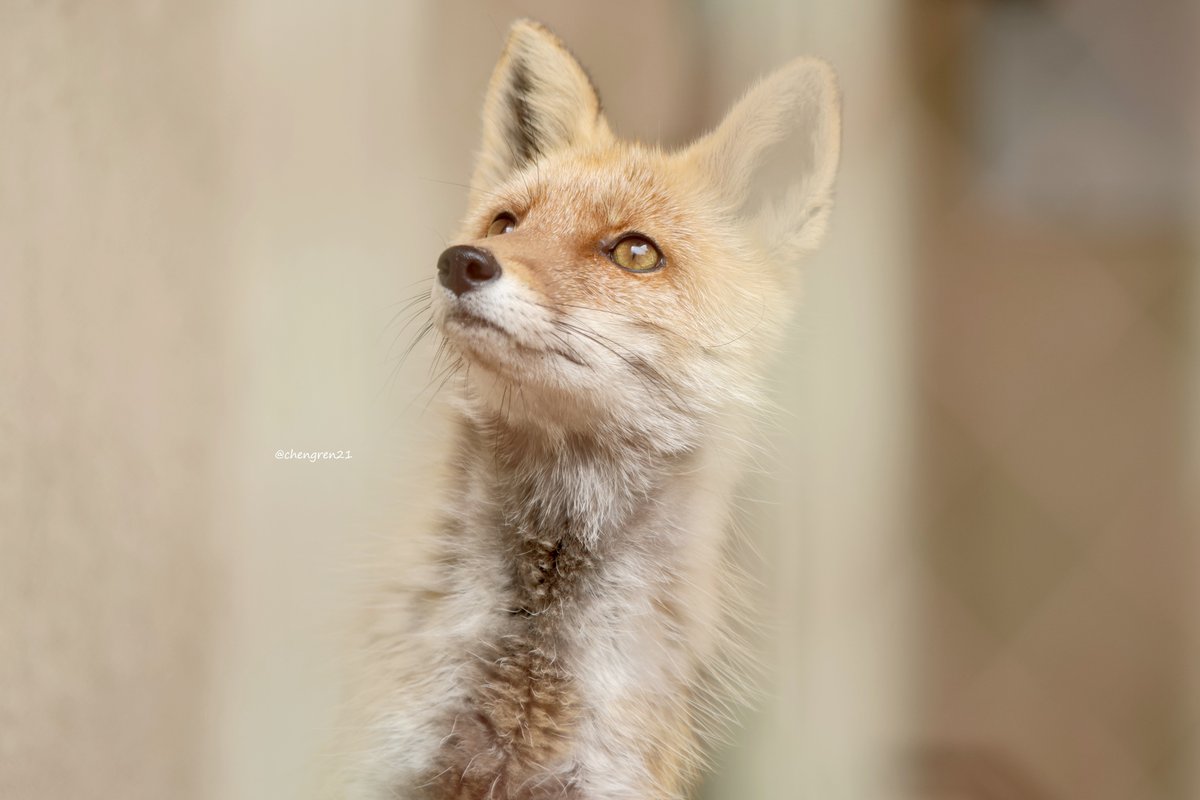 フランクリンミント社蝶を追うキツネ くびながきつね(ヒナタ♂) #福岡市動植物園 #ホンドギツネ
