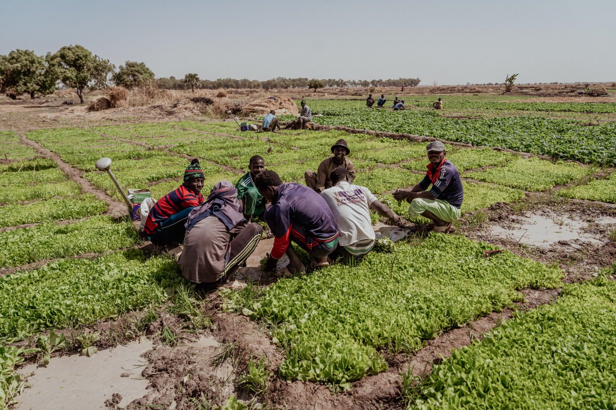 CanLWR's tweet photo. In communities around Lake Chad, farmers are struggling to grow enough to feed their families. But CLWR’s support for climate smart agriculture is helping farmers new techniques and strengthen production. 

In partnership with @lutheranworld and funding from @CanadaDev. https://t.co/Lwbbjvyyzx