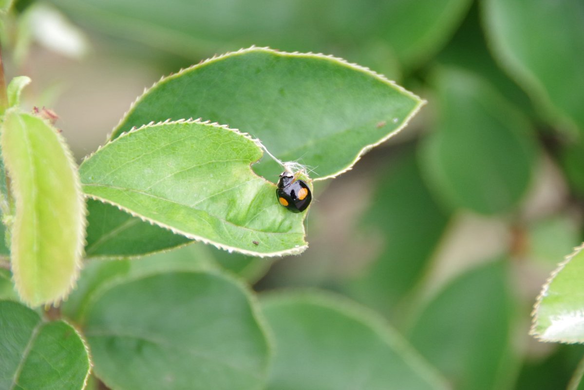 ペコリン様★専用ページです。 U*'エ'*)*'□'*) 🐞