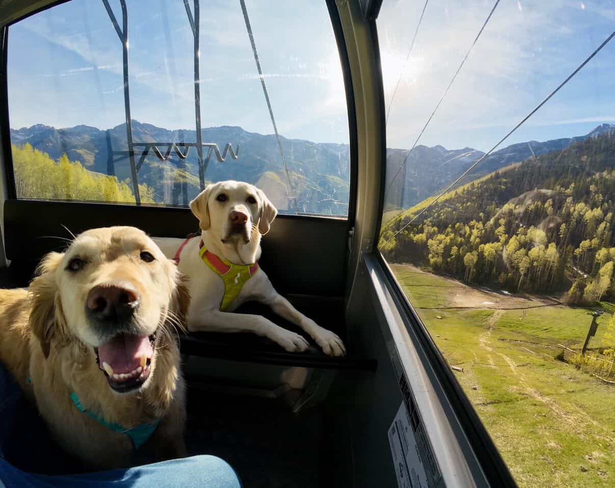 VisitTelluride's tweet photo. Golden gondola rides 🚠🐶

📸: Keith McNamara https://t.co/wkh55mmQ6a