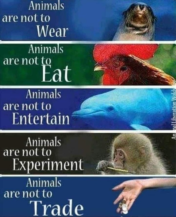 Vegan Future tweet media