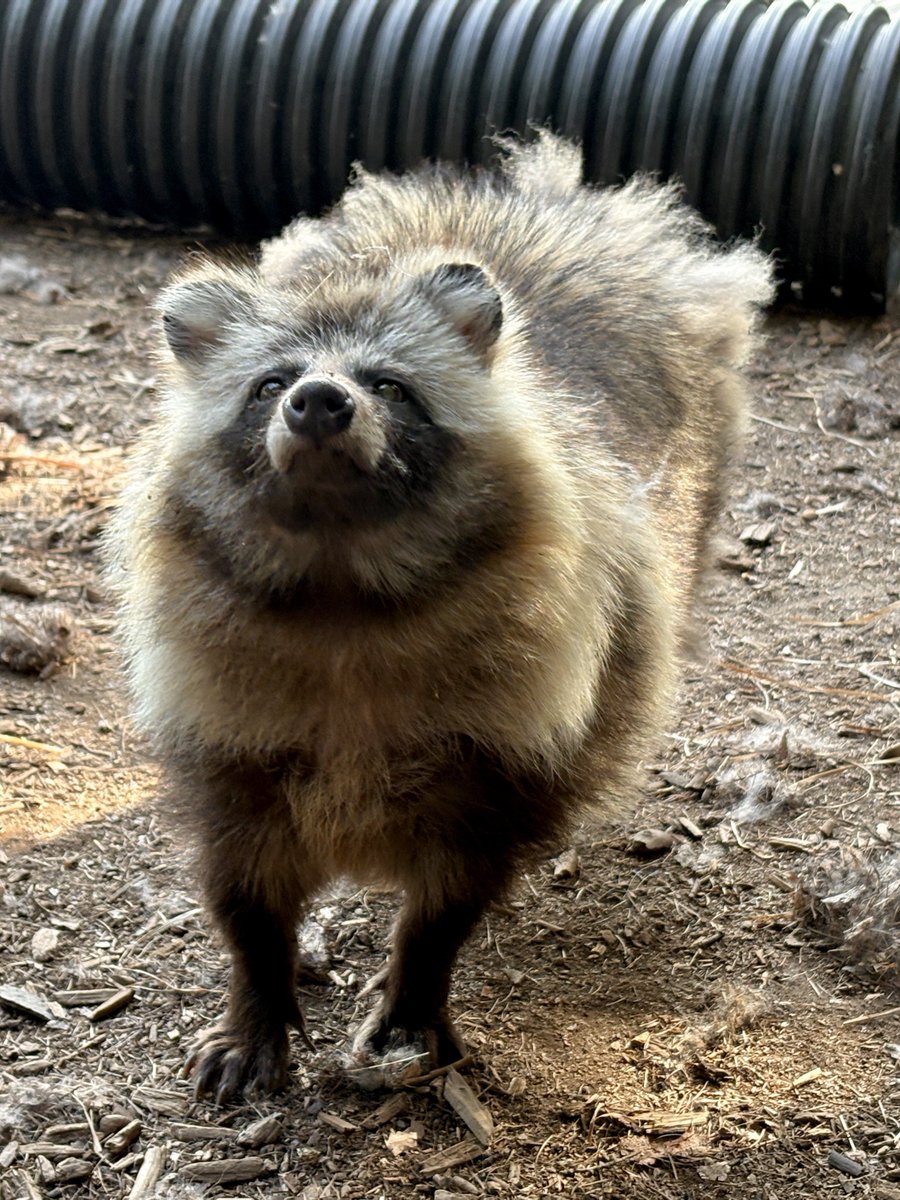 おびひろ動物園［公式］ tweet media