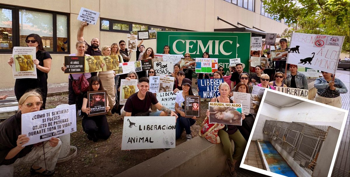 vazerrat's tweet photo. ¿Encierro o santuario?: los siete monos confinados en el CEMIC de Saavedra

Los animales que permanecen en esa situación desde hace años en el subsuelo del centro médico podrían finalmente dejar atrás el aislamiento y el cautiverio extremo que atraviesan desde el cierre del bioterio donde fueron utilizados para experimentación.

https://t.co/JH0IbmrypR