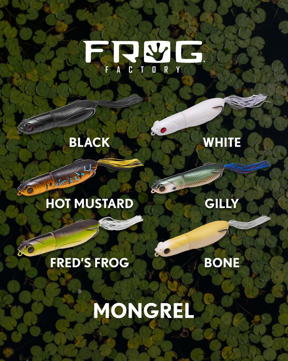 TackleWarehouse's tweet photo. Designed to be highly weedless for accessing gnarly areas where a typical walking bait can't go, the #FrogFactory Mongrel comes armed with an ultra-sharp, heavy-duty frog hook for wrangling the mossiest beasts. A hybrid surface bait that combines the design and characteristics of a hollow-body frog and walking topwater, the Mongrel can be effectively fished from open water to heavy cover.
Mongrel 👉 https://t.co/wgTBsfYGgY
#TackleWarehouse #FrogFactory #Mongrel
