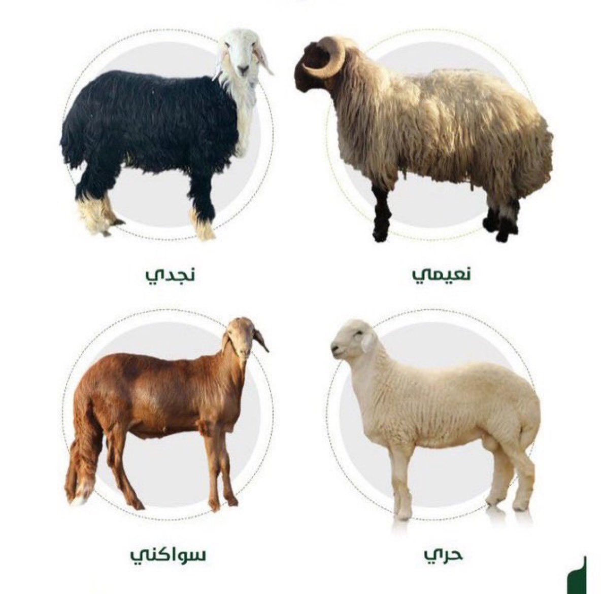 افراح tweet media