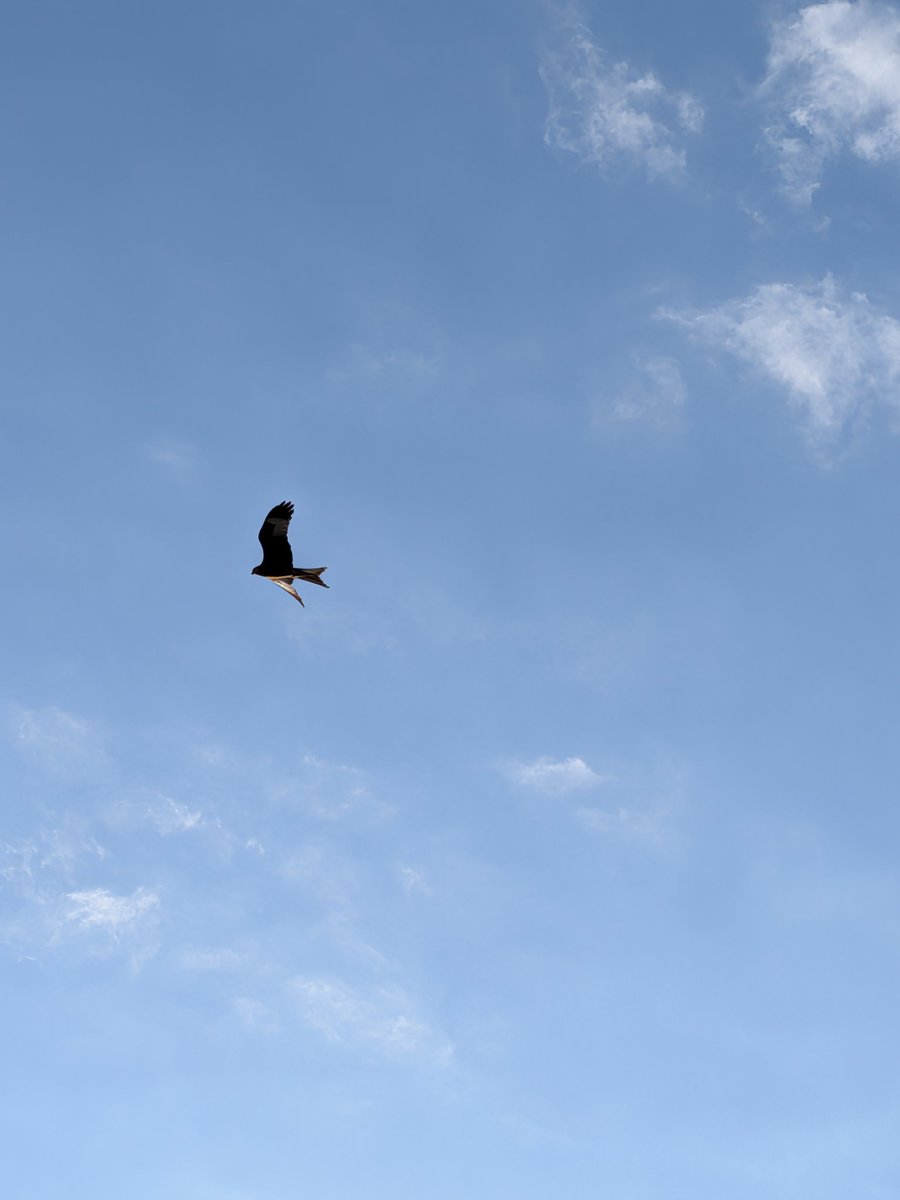 LMilly70's tweet photo. Red Kite overhead.. WOW !!!! https://t.co/M5YbLBkaIK
