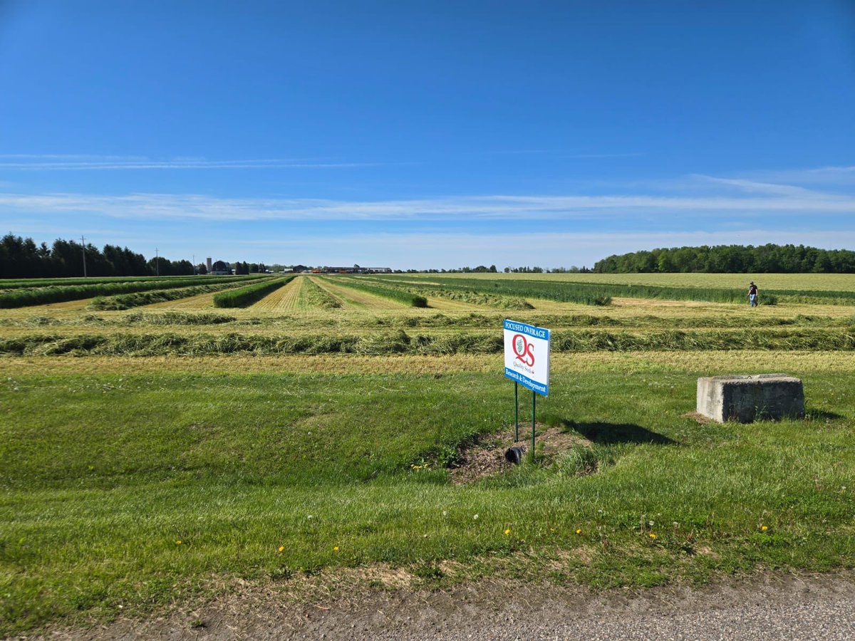 QualitySeedsLtd's tweet photo. Harvest is underway at the Quality Seeds dealership of Veldale Farms in Muir, ON. Showcasing the strong performance and consistency of Quality Seeds winter triticale genetics. From excellent winter survival to impressive forage potential, these plots prove their value! https://t.co/LSSrhphI0X