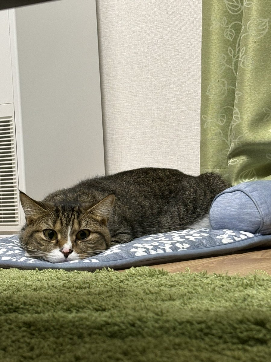 gorogoro_gurume's tweet photo. 猫猫虫かわいい♡ https://t.co/0DrGcR45KH