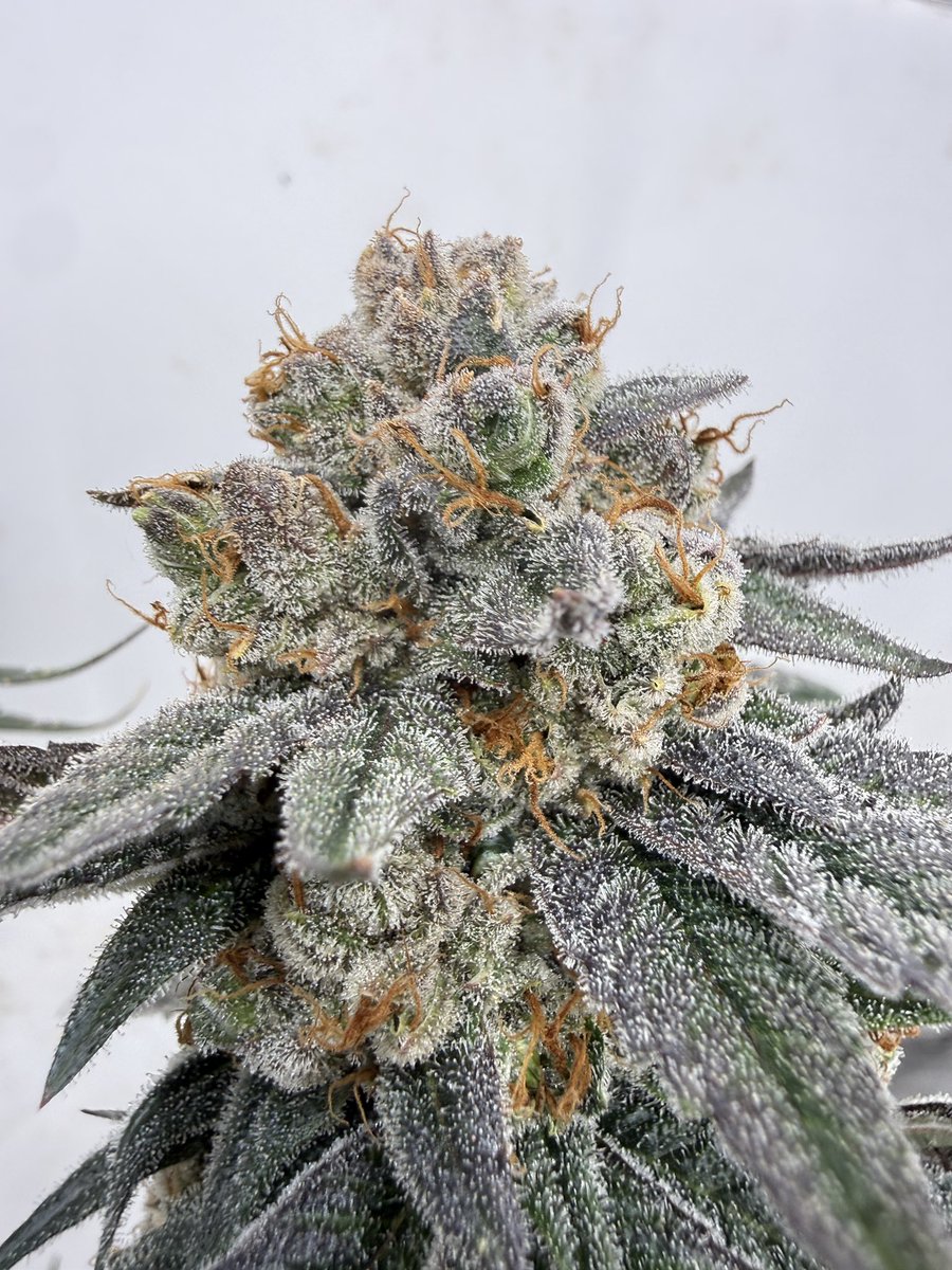 ThePlantStable's tweet photo. Tri-Me OG #15
(Triangle Kush x OGers Kush F4)
Created & Hunted by Yours Truly
#triangle #kush #ogers https://t.co/E9ROlbEu8i