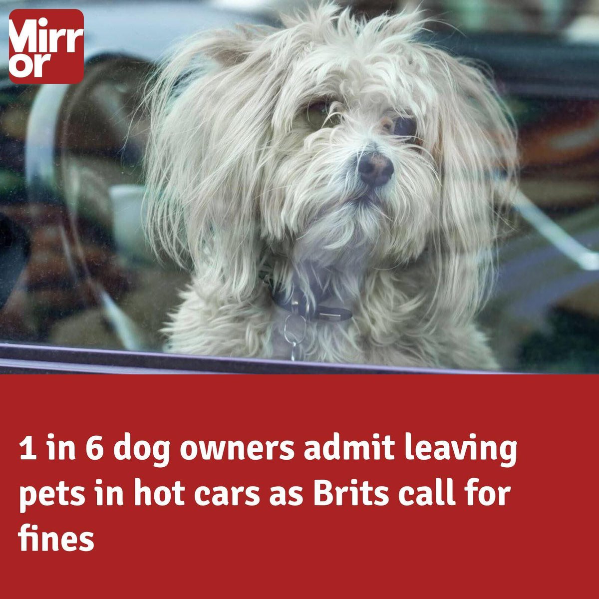 domdyer70's tweet photo. One in six dog owners have left their pet in a car at a temperature that could put their lives at risk. 🚨

70% of Brits who currently own or have previously owned a dog, 16% have in a car with temperatures ranging from 13 to 24 degrees and above - for an extended period of time. 💔

Research also shows more than half of Brits believe owners should be fined for putting their dogs at risk. ‼️
