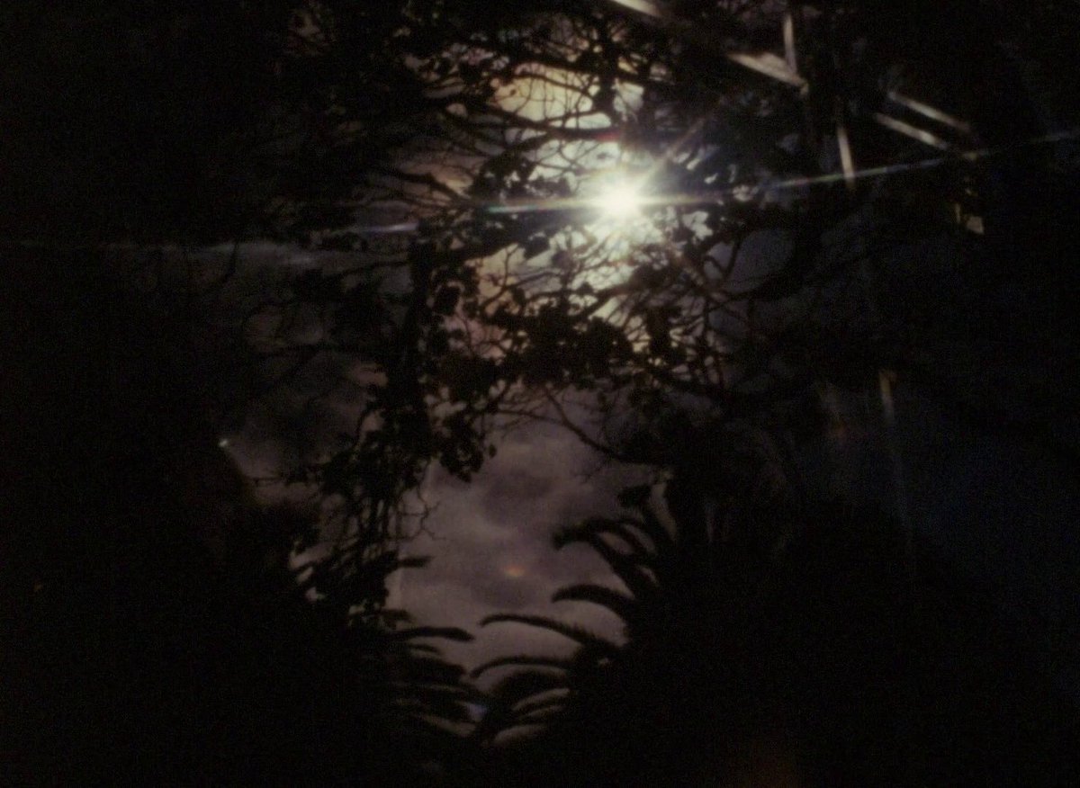 TelevisualWord's tweet photo. The Return (2011)

Perhaps the Nathaniel Dorsky movie that most balances a unified aesthetic with nevertheless surprising variations. Not as discursive as Four Cinematic Songs, not as focused as the Arboretum Cycle, yet still perfect in both respects. Vast world cohered by vision https://t.co/zlQWHNXKuD