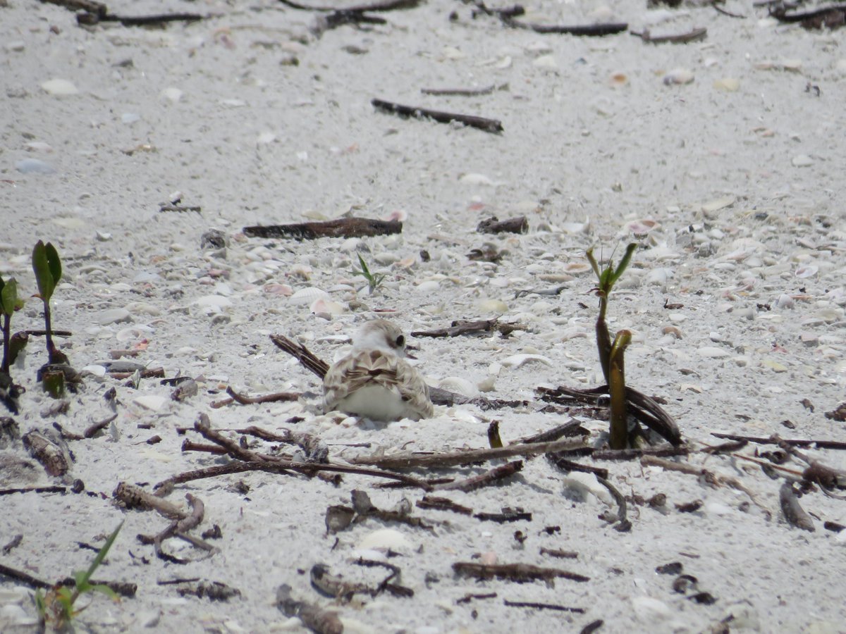 FMBObserver's tweet photo. During shorebird nesting season, threatened  shorebirds are nesting on Fort Myers Beach, including snowy plovers (pictured).  Beachgoers should take precautions to steer clear of the birds and their flightless hatchlings. Dogs are required to be on a leash on Fort Myers  Beach. https://t.co/xqx5uDkWen