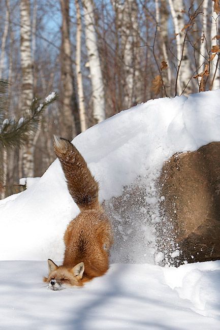 NATURE ✨ WILDLIFE tweet media