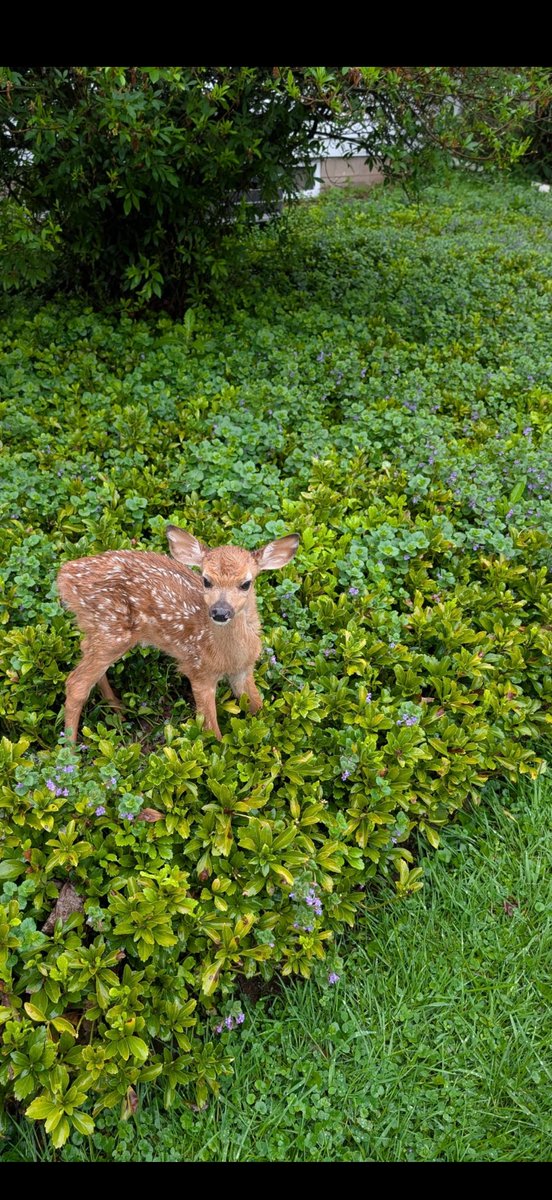 NATURE ✨ WILDLIFE tweet media