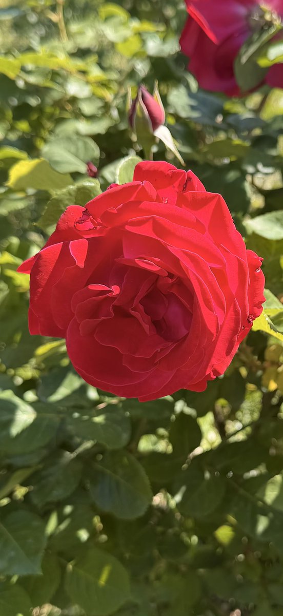 monicaconio's tweet photo. “Palummella, vola, vola
A la rosa de 'sto core!
Non ce sta cchiù bello sciore
Che t'avesse da piacè.
'A ll'addore che tu siente,
'A chill'uocchie,
'A chill'uocchie, 'a chillo riso
Credarraje che 'mParaviso
Tu sì ghiuta,
Tu sì ghiuta, oje palummè!” https://t.co/ShAnghMOu2