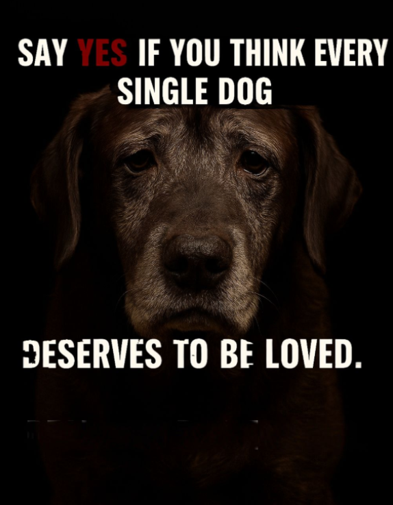 Tweets of Dogs tweet media