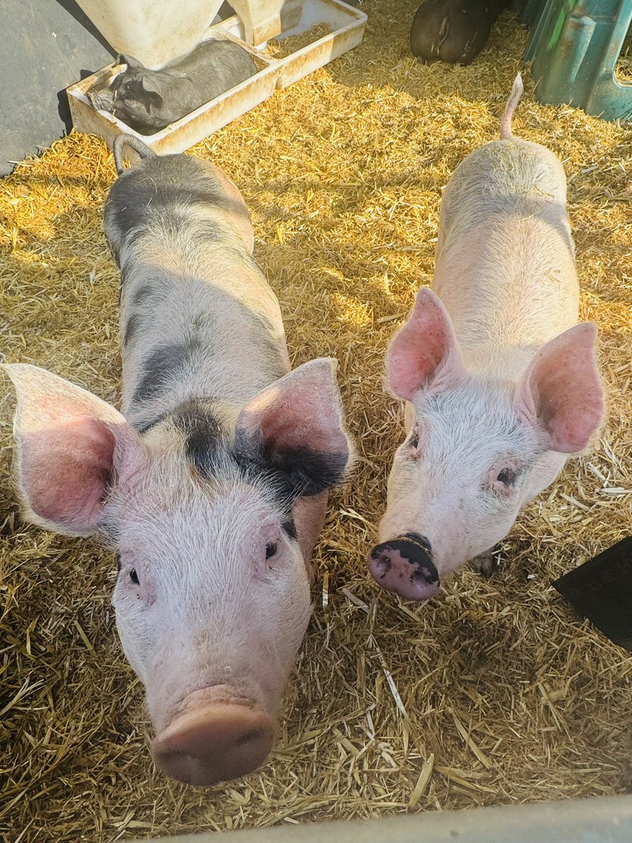 LibsHQ's tweet photo. I was sad so I went to see the animals again https://t.co/GpVIdqLT2J