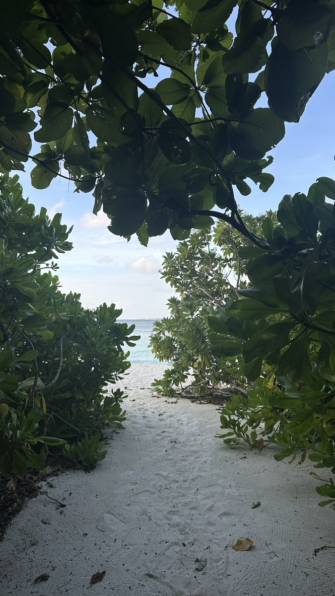 nrrllk's tweet photo. 🇲🇻🌺 https://t.co/HZHAYFVJ79