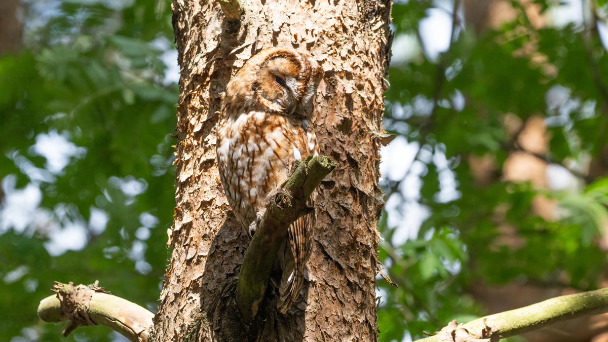 johnfulla's tweet photo. Tawny Owl from Durham Moors https://t.co/CpBidJpMuW