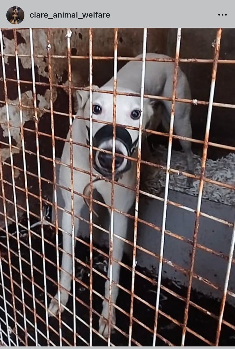 GreyhAwarenCork's tweet photo. Let’s hope that this Parteen greyhound is not wearing this anti-bark muzzle again today considering the soaring temperatures. The 4 Parteen racing greyhounds were returned weeks and weeks after they were removed by GRI.
The anti-bark muzzle also prevents panting/drinking/vomiting https://t.co/DkTtN91Cwd