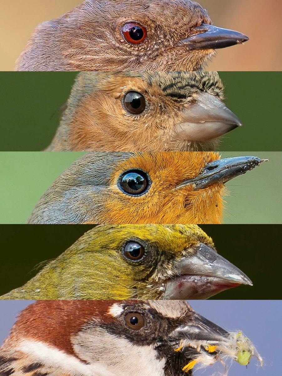Birds Colour 🕊️ tweet media