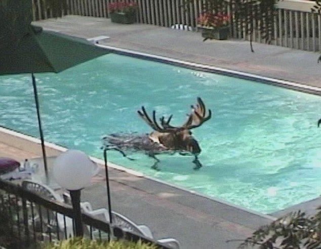 moose tweet media