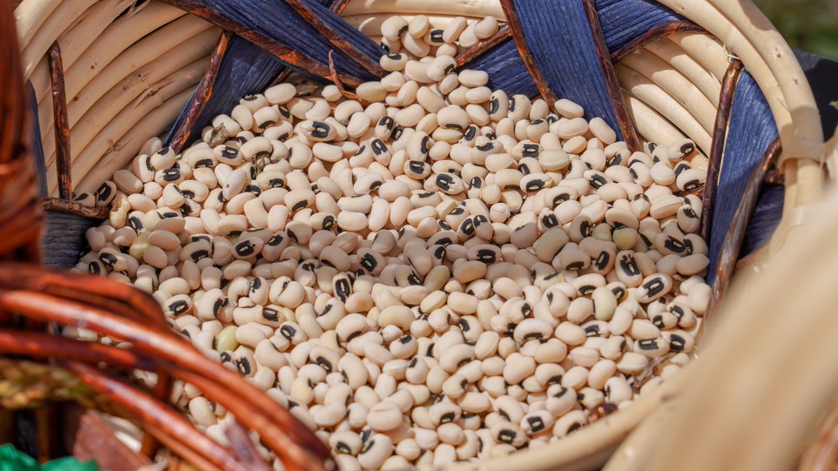 maftt_'s tweet photo. MEDIA RELEASE: Ministry of Agriculture and Fisheries Records Successful Black Eye Bean Harvest Under Strategic Pilot Project

Read more on our website: https://t.co/gpustKWxod

#MAF #MediaRelease #BlackEyeBean #FoodSecurity #CropDiversification https://t.co/BAXJqbZqgh