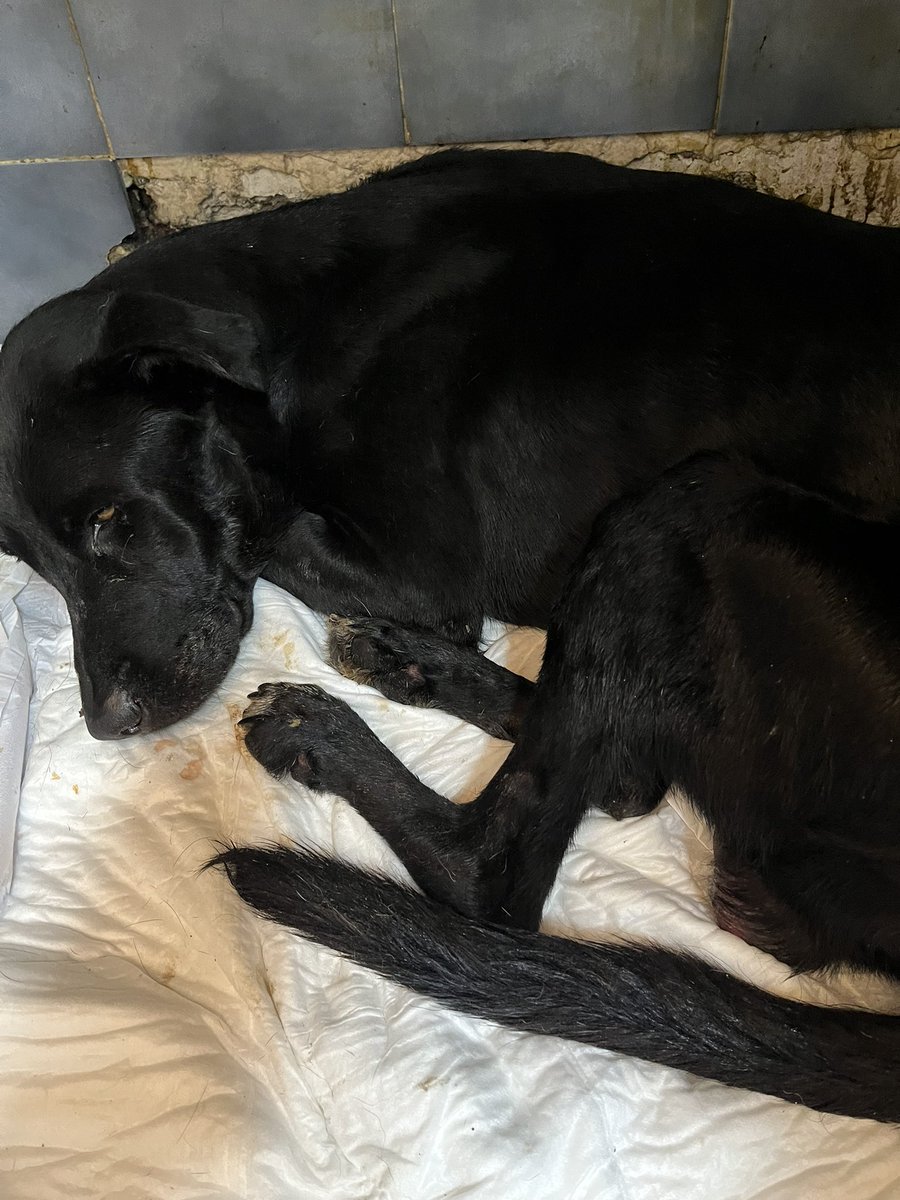 𝙷𝚎𝚕𝚊 𝙼𝚘𝚛𝚎 🐶 tweet media
