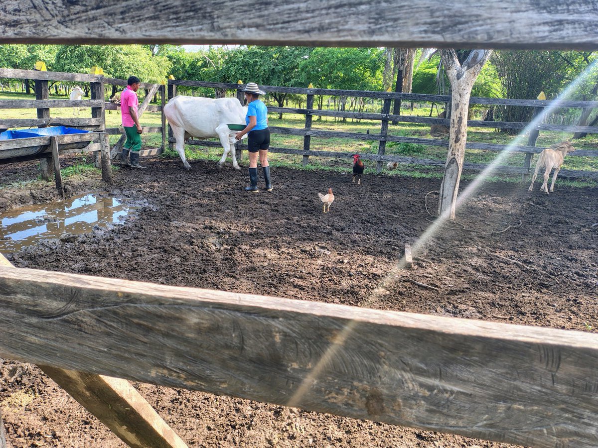 PasionBecerril's tweet photo. La vacunación es el momento oportuno para que los propietarios puedan observar de cerca sus animales 
#Derribandomitos
#Fedegan62años 
#Construyendoganaderia 
#Orgullosamenteganaderos https://t.co/t45txZ0Jut