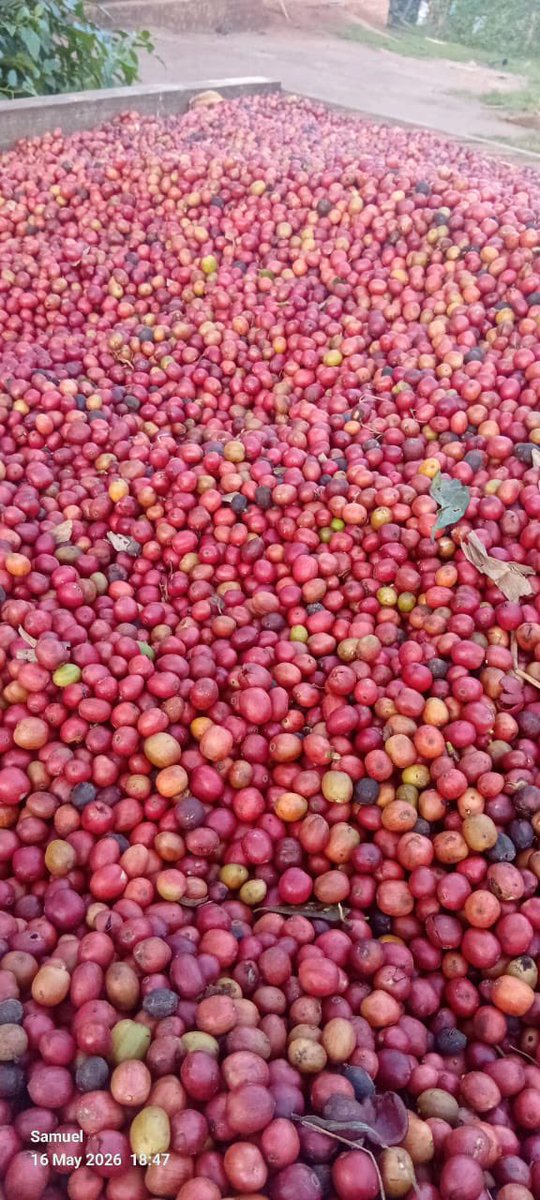 Novine_Farm's tweet photo. Now that the new government is fully formed, it is time to settle down and work with the National Resistance Movement to steer our country into upper middle income status.

Congratulations to our ministers: @FrankTumwebazek @DrRwamiramaBK @DESIREtheFARMER https://t.co/jm7xw7Q5BA