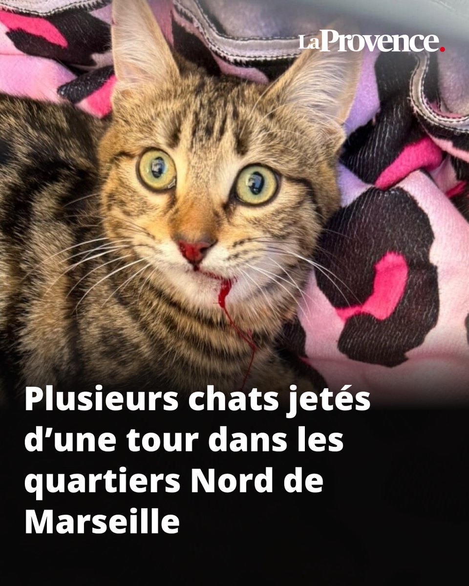 La Provence tweet media