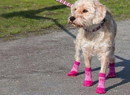 ShylockUWU's tweet photo. @sv_libertad_sv @martiRenzo @EmaDeOlta @___stoun @Indie5051 Hay zapatos, tenis, calcetines, tenis para la playa y hasta calzado para lluvia, que la mayoría de personas no los entrenen para usarlos es otro tema, pero si existen y si ayudan a las mascotas https://t.co/gKFA0eKrTC
