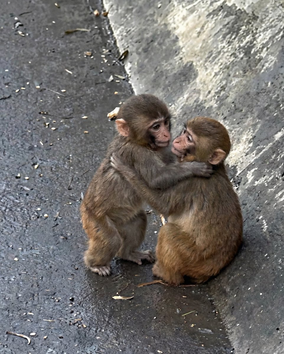 ANIMALIA tweet media