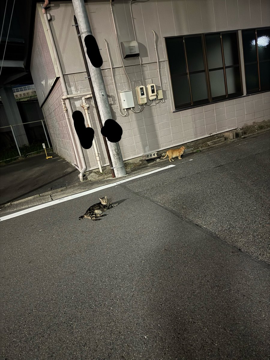 ふぇるちー tweet media