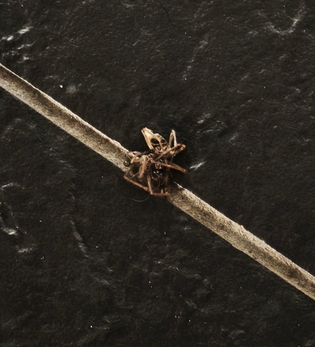 AgTheRef's tweet photo. Ah dear Mr spider.. I'm afraid u picked the wrong house 😸😸 https://t.co/ktBQnYHlX7