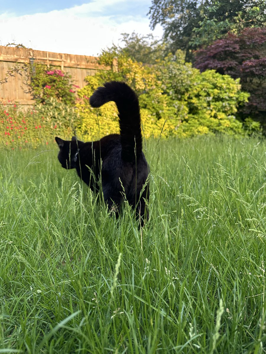 Munch Pudding™️ 🐈⬛ ✌🏼 🇵🇸 🇨🇺 🇬🇱 🇪🇺 tweet media